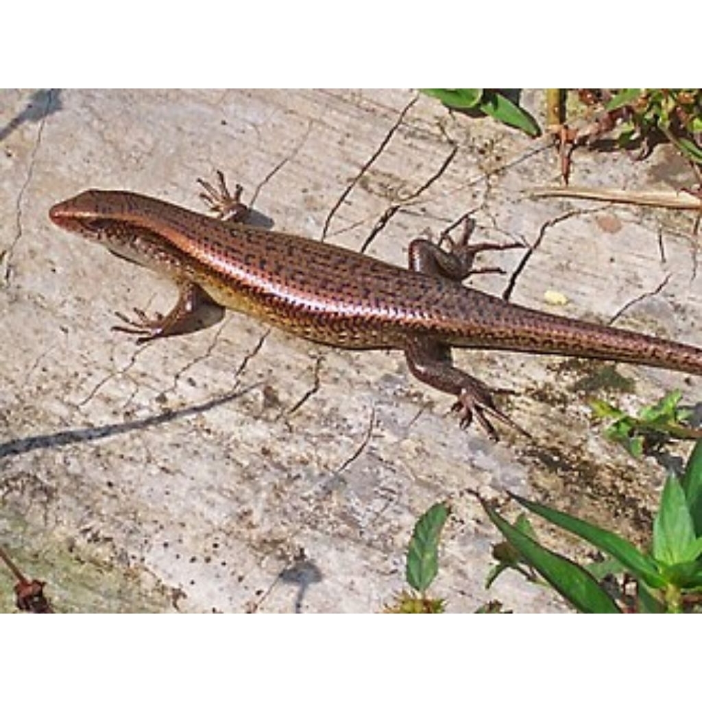 kadal kebun hidup per 2 ekor