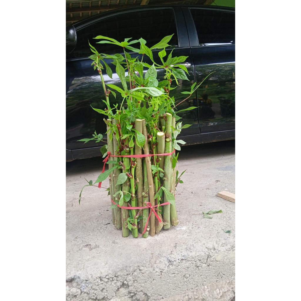 bibit singkong papua / bibit telo papua