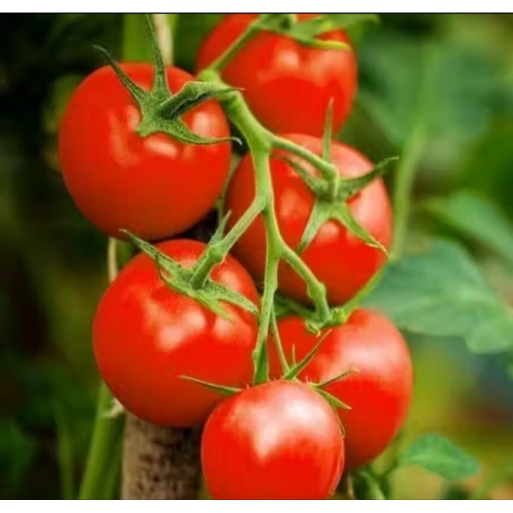 Bibit Benih Sayuran 6 Jenis Pilihan – Mudah Tanam & Subur