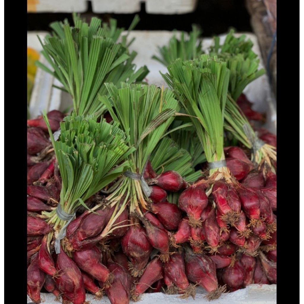 jual bawang Dayak 1kg