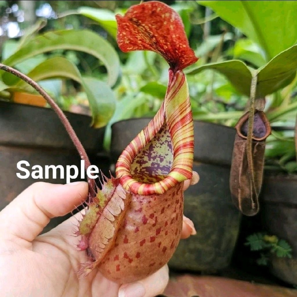 suratensis x Veitchii bareo