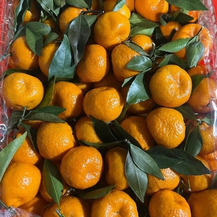 JERUK SANTANG DAUN 1 KERANJANG 6kg