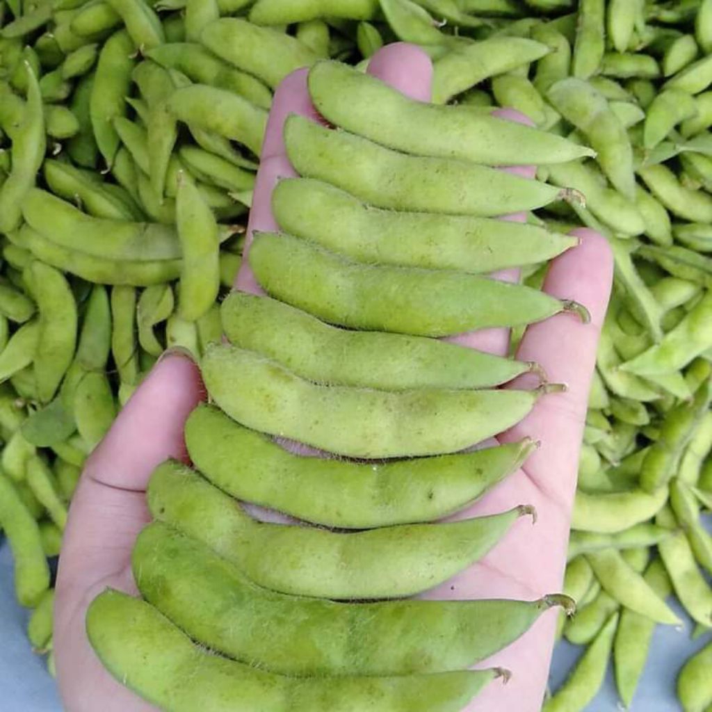 30 BIJI BENIH KACANG EDAMAME JEPANG