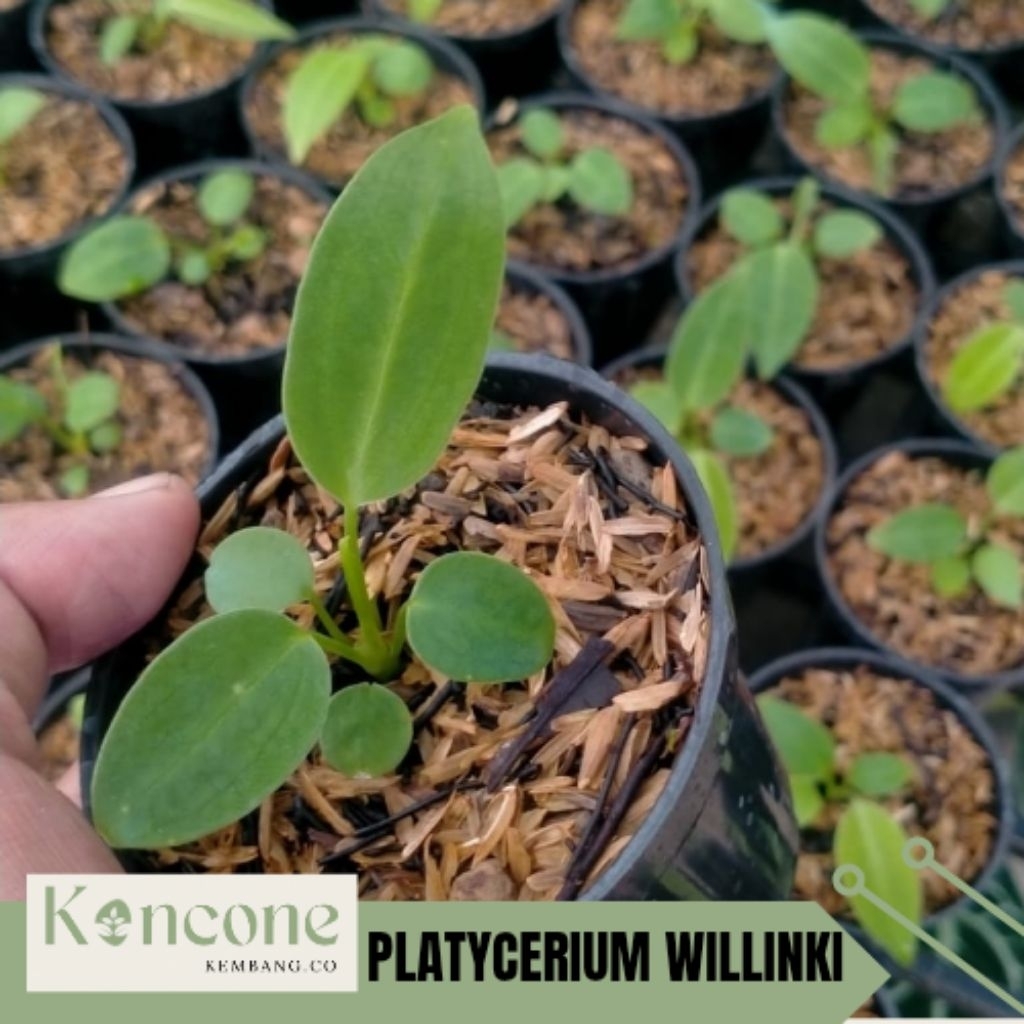 Anthurium Lidah gajah | anthurium warocqueanum