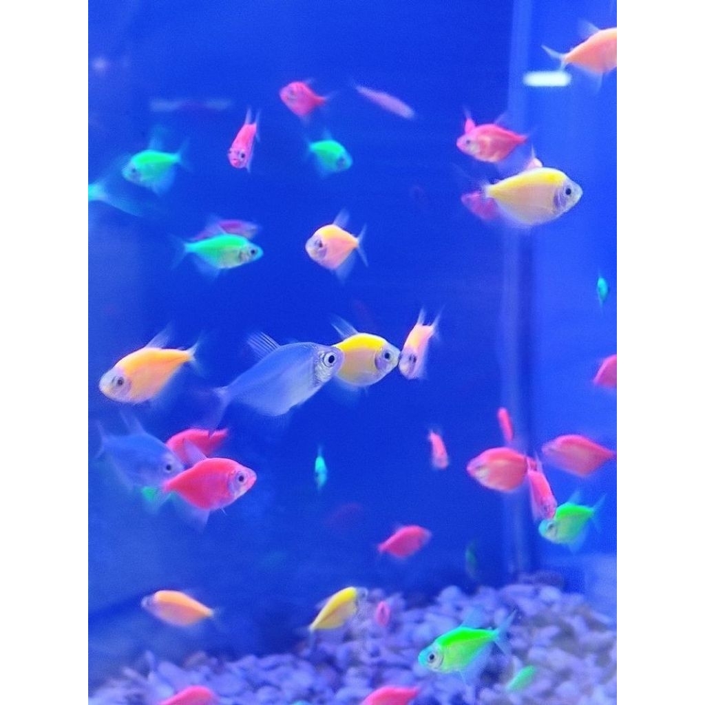 ikan hias air tawar aquascape warna warni GLOFISH ISI 20 EKOR BONUS PAKAN