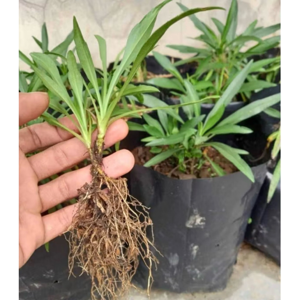 bibit bunga potong aster pikok - aster peacock