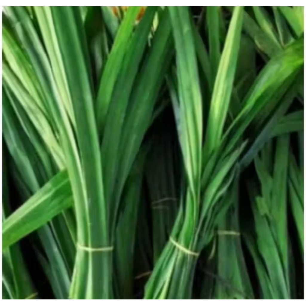 10 lembar daun pandan wangi pengharum nasi