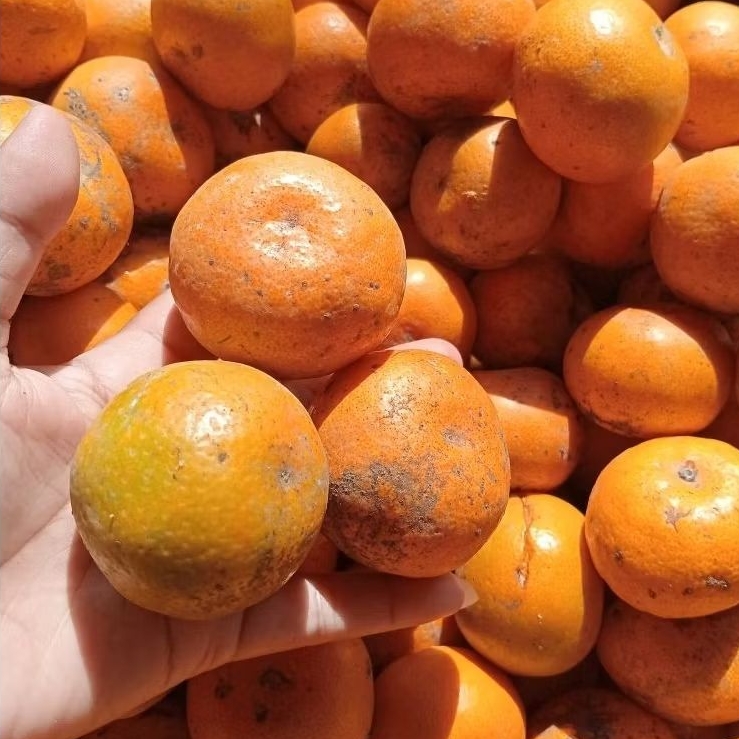 JERUK MEDAN 1 KERANJANG 6kg