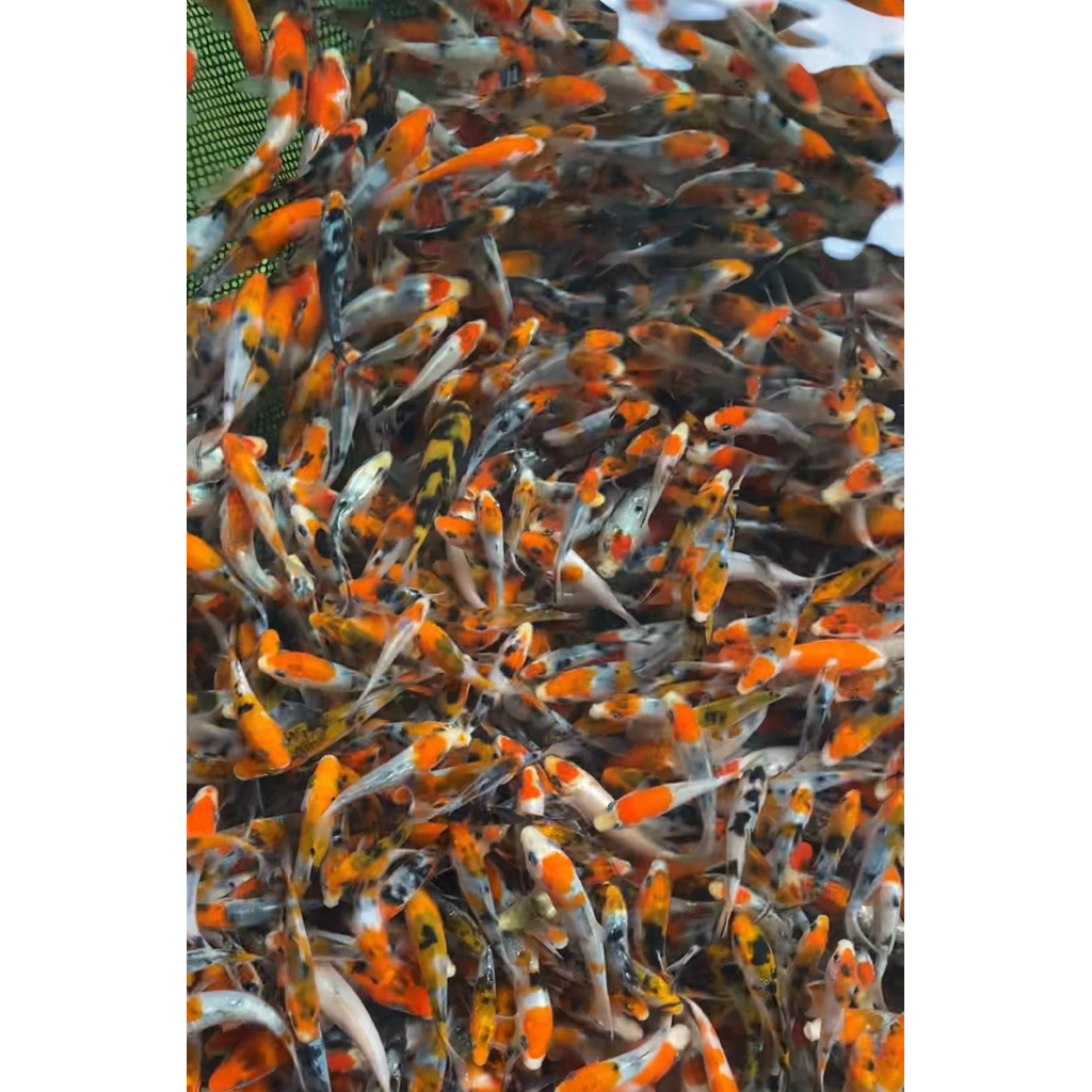 Paket ikan koi kohaku,sanke,showa,shiro,warna acak