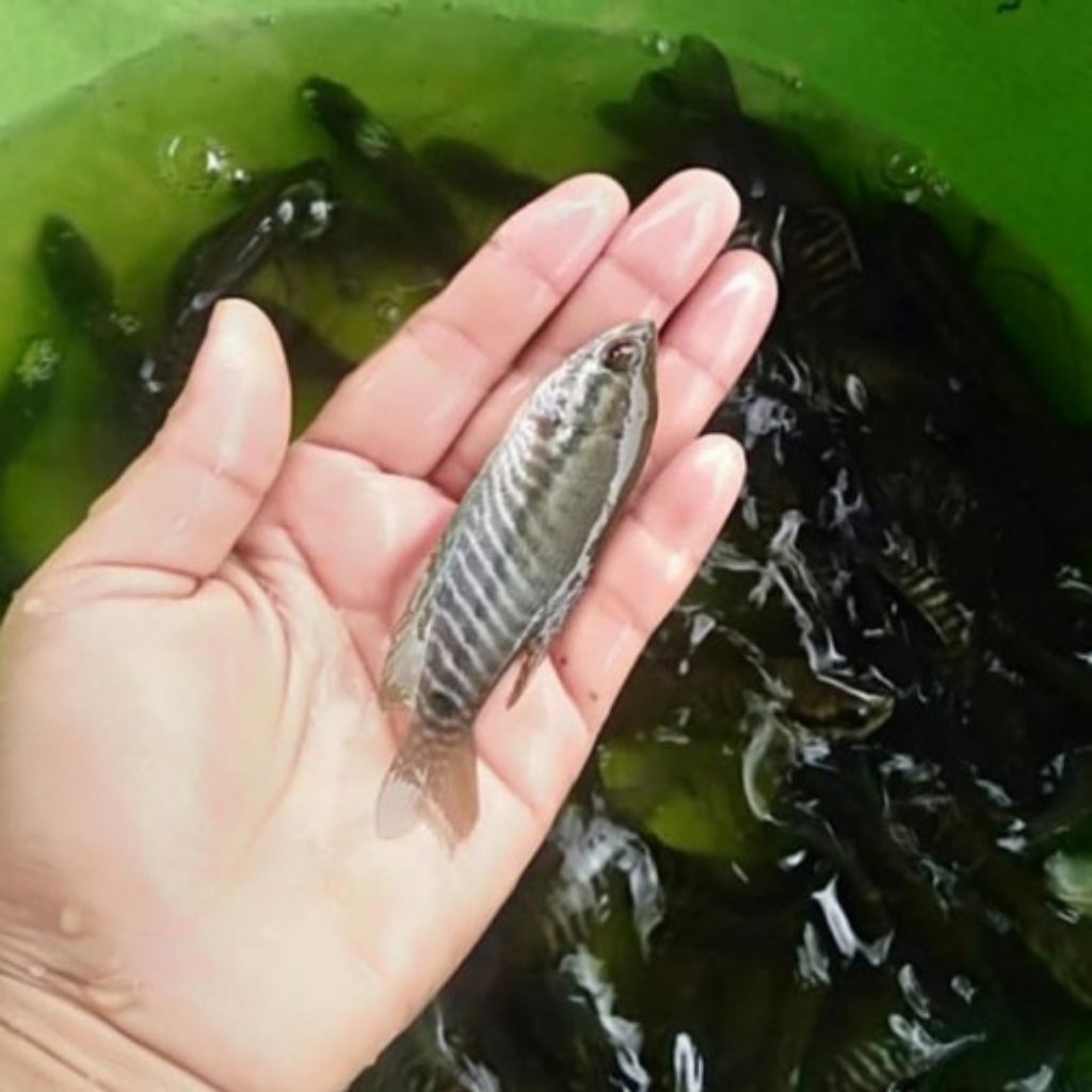bibit ikan sepat siem hidup
