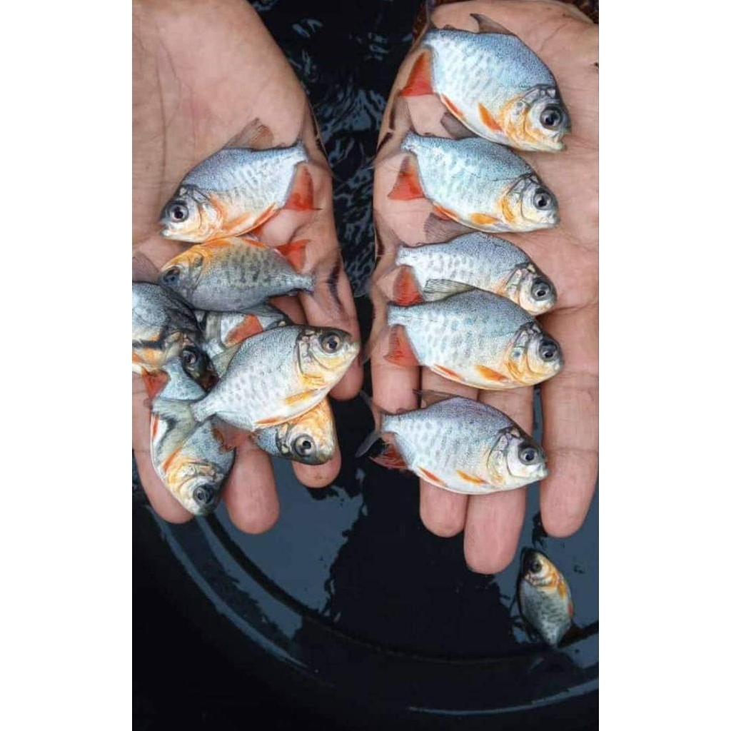 bibit ikan bawal super