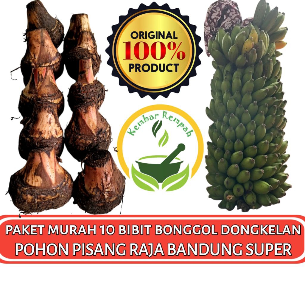 PAKET MURAH 10 BIBIT BONGGOL PISANG RAJA BANDUNG Dongkelan Pohon Pisang Raja Uter Siap Tanam