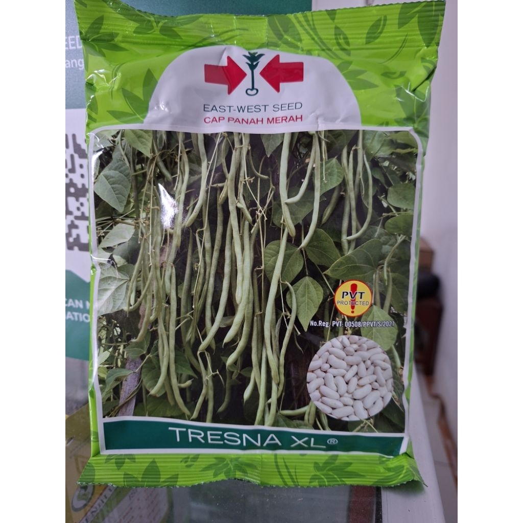 Benih Buncis Tresna XL 500 Gr Butir