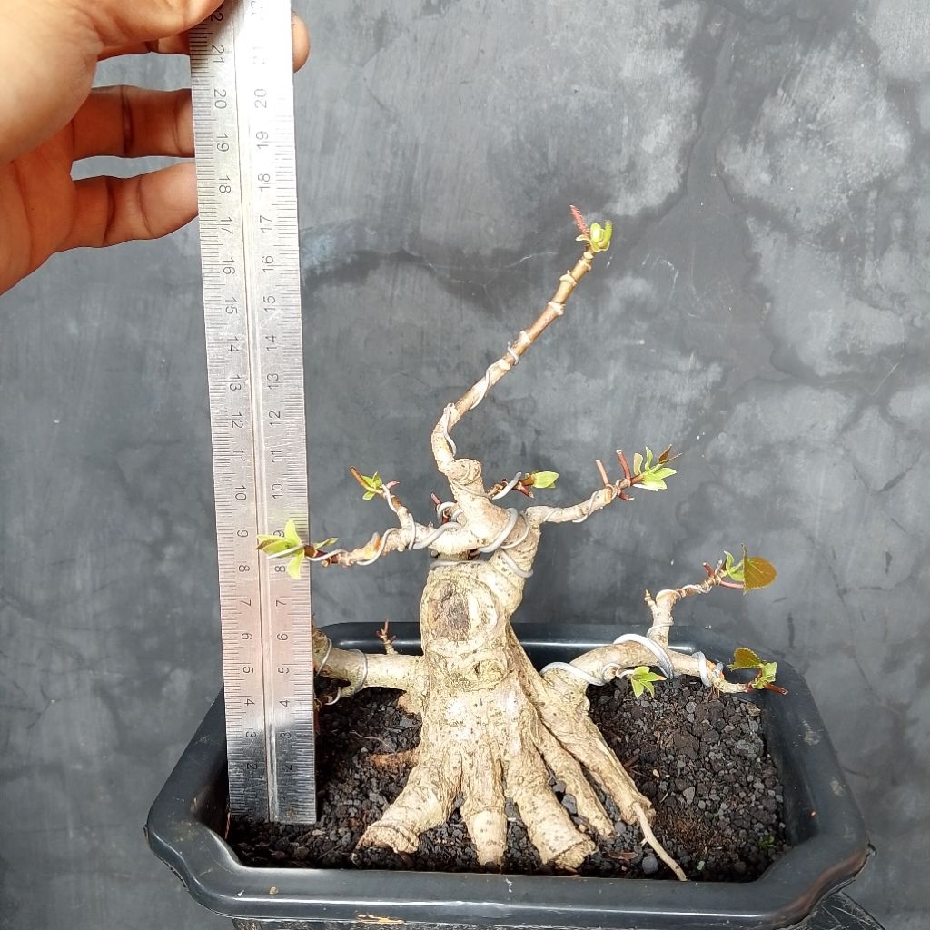 Bahan bonsai waru Taiwan prokar sesuai foto