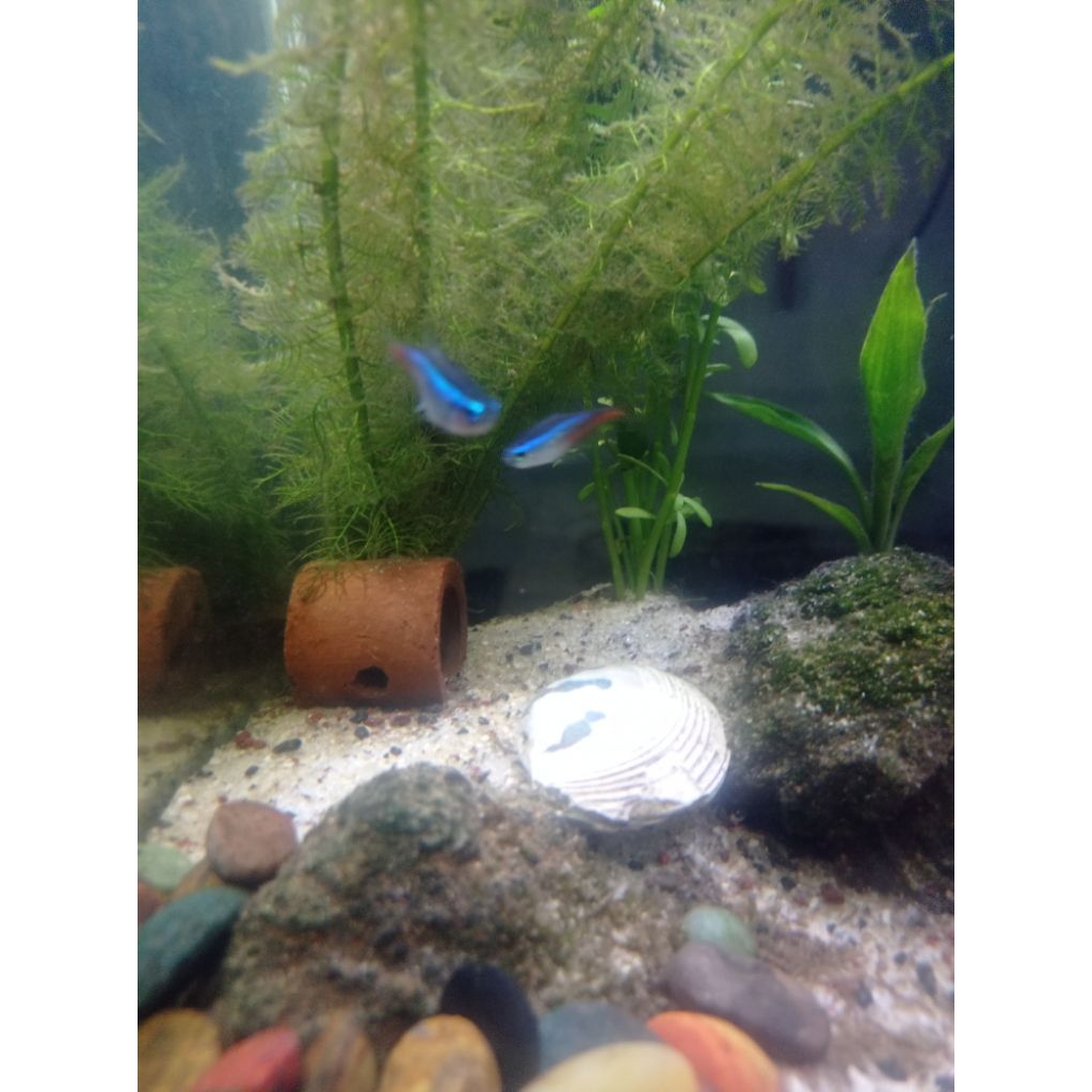 ikan neon tetra size indukan