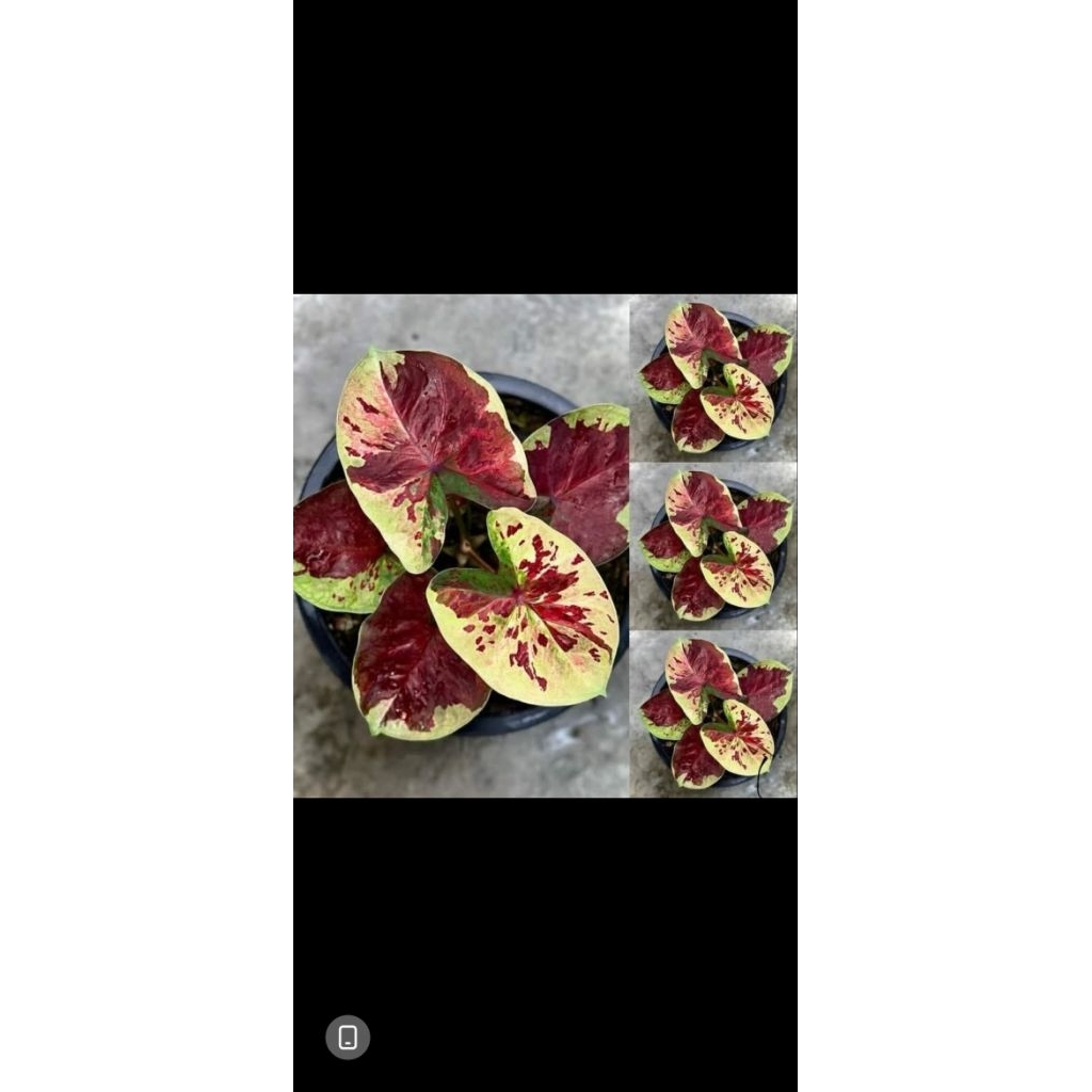 Tanaman caladium thailand  tonglo anakan remaja