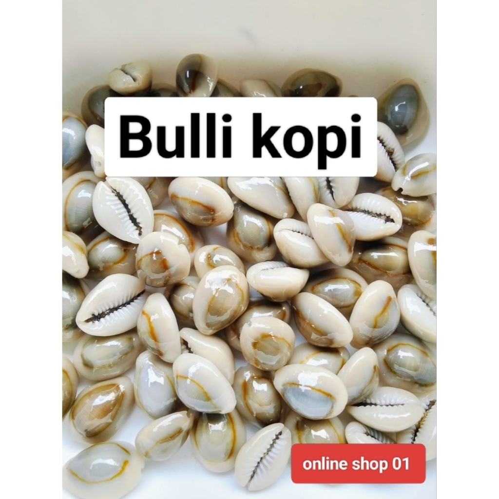 cangkang kerang laut asli ,bulli kopi,keong macan +pasir laut
