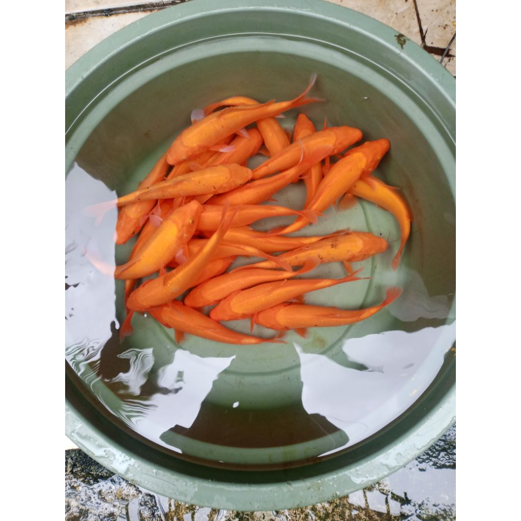 Ikan Koi Blitar Red Karasi Mix benigoi 23-26Cm
