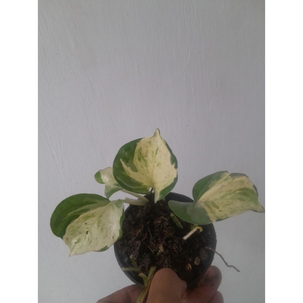 epipremnum aureum "Manjula"