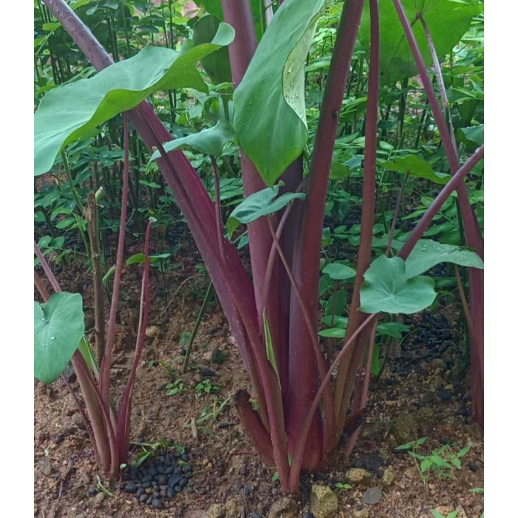 bibit talas pratama 3/talas ungu bogor, 1 paket  isi 15batang,