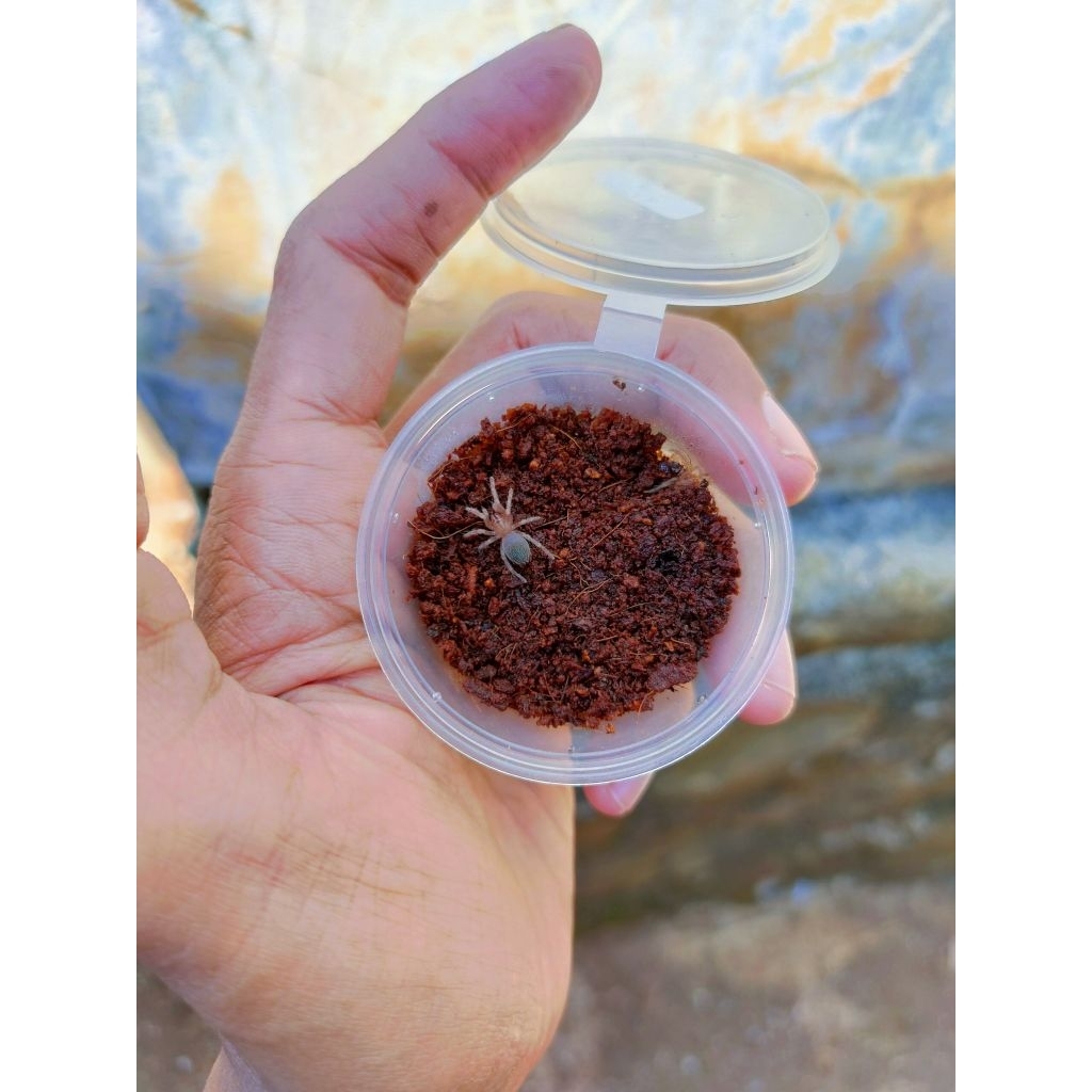Brachypelma boehmei sling (pakan ikan)