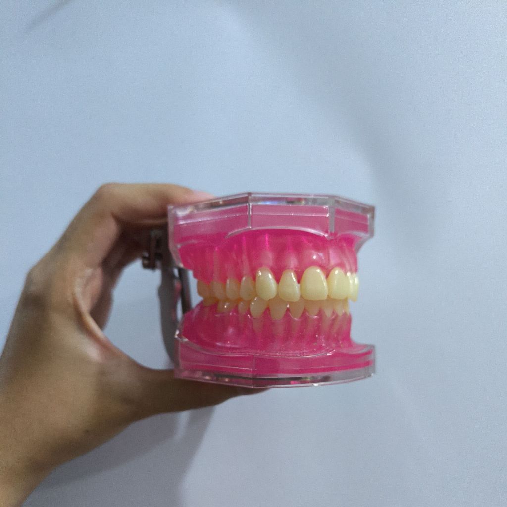 DENTAL MODEL GIGI PHANTOM LEPAS PASANG BISA DICOPOT COPOT GUSI LUNAK TYPODONT