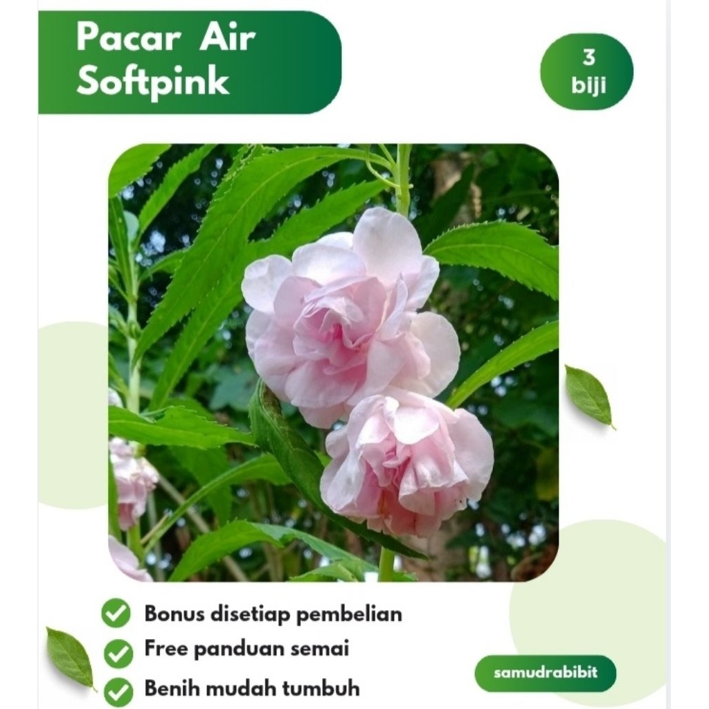 Benih Bunga Pacar Air Tumpuk Softpink