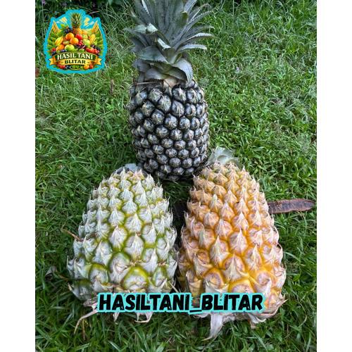 Termurah  Nanas Madu Blitar Asli Manis 100% Dari Tanah Blitar