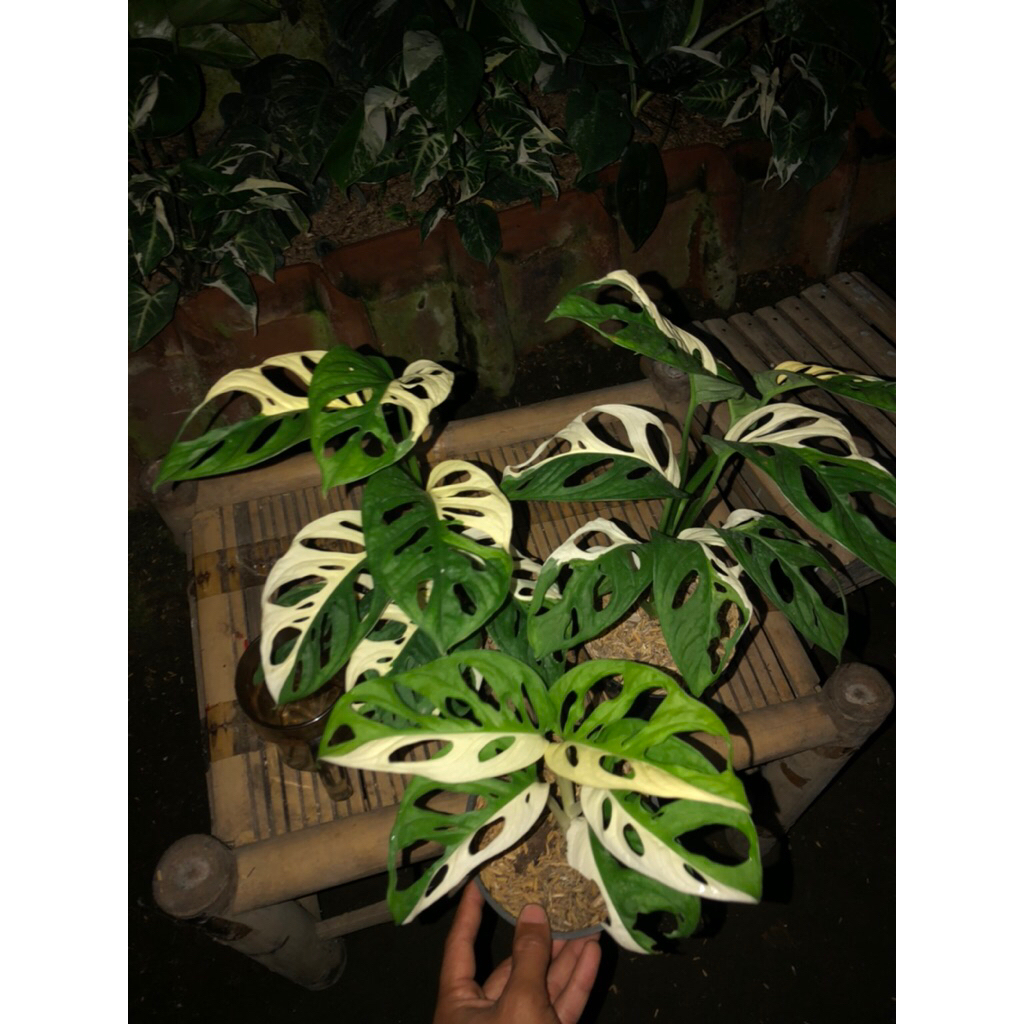 Tanaman Hias Janda Bolong Variegata Halfmoon / Janbol Jepang Varigata Halmoon / Monstera Acuminata V