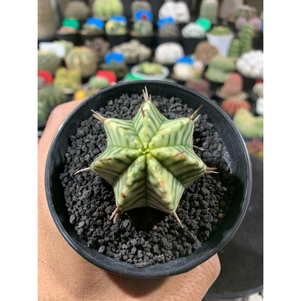 Euphorbia Meloformis varigata