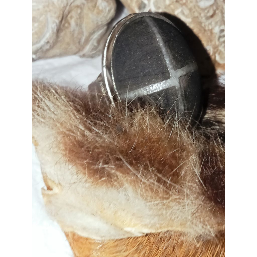 Natural original Batu FsL galih kelor spesial tapak jalak