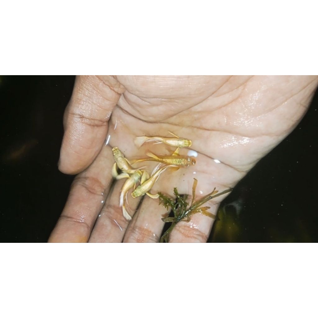 accesoris ikan guppy full gold ribbon long ear satu pasang