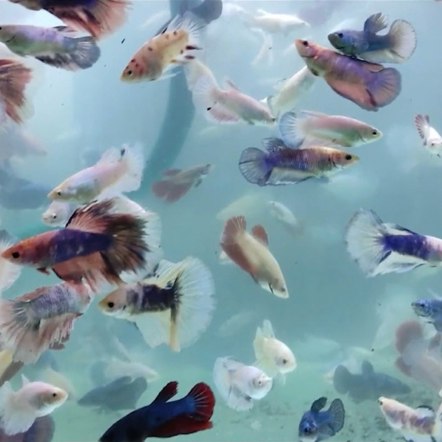 Promo paket betina giant hmpk