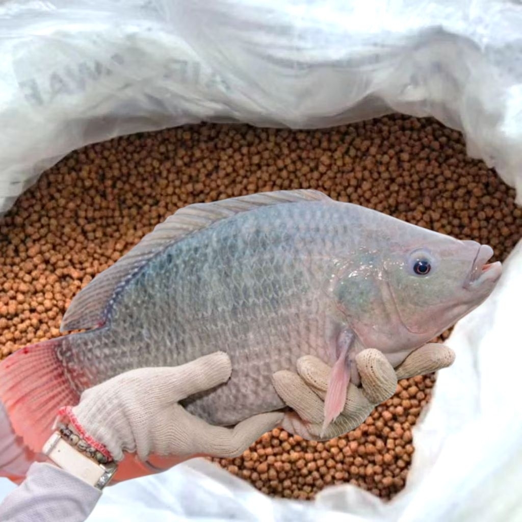 1 Kg Pelet Ikan Nilai ikan patin pelet lele Pelet ikan protein Tinggi