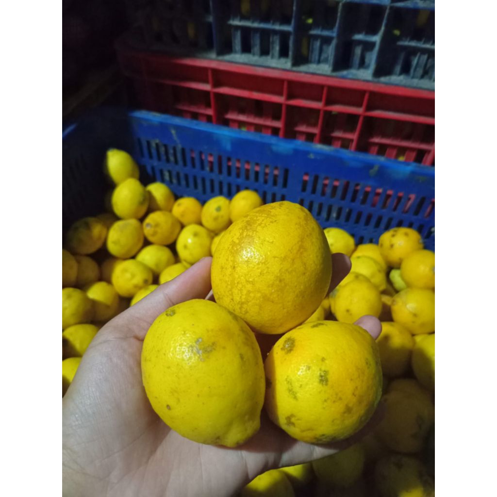 Jeruk Lemon California Local 1 KG/Lemon California Hijau/Lemon California Sisa Sortir