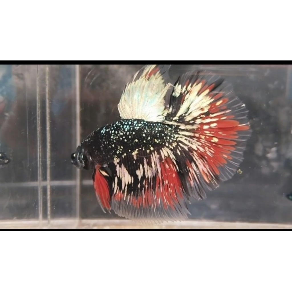 avatar Cooper redwash