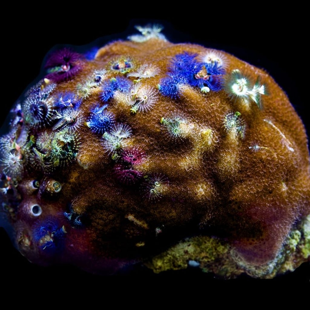 terumbu karang pancawarna/ Christmas tree coral