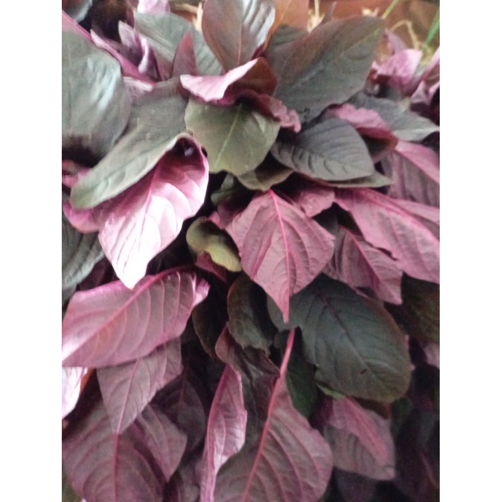 Sayur Bayam Cina / Bayam Merah / Bayam Limpa segar per ikat