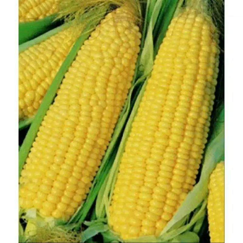 Bibit Benih Jagung Manis Hibrida || 100 Biji Super
