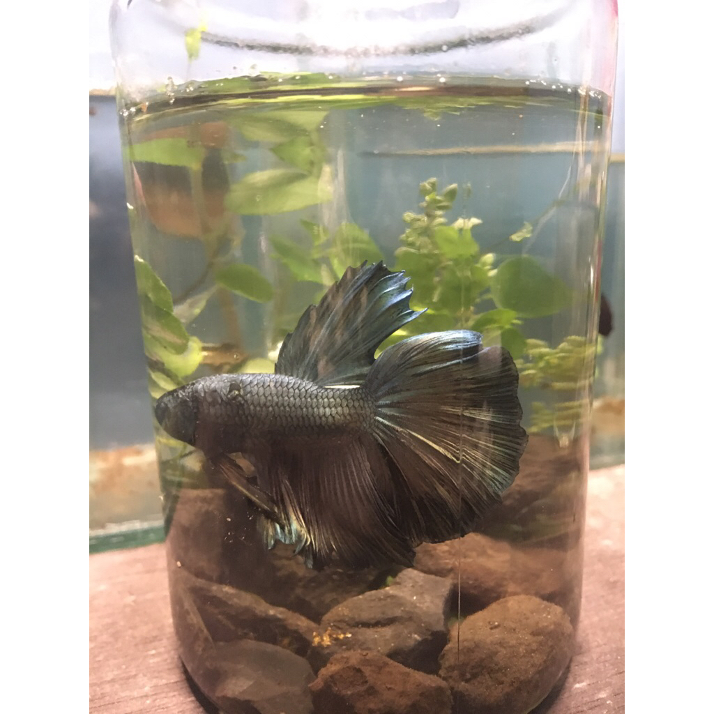 Gelas Bening Polos Wadah Ikan Hias Gratis Ikan Cupang Random