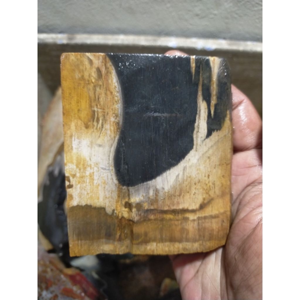 batu bahan natural fosiI kayu kelor