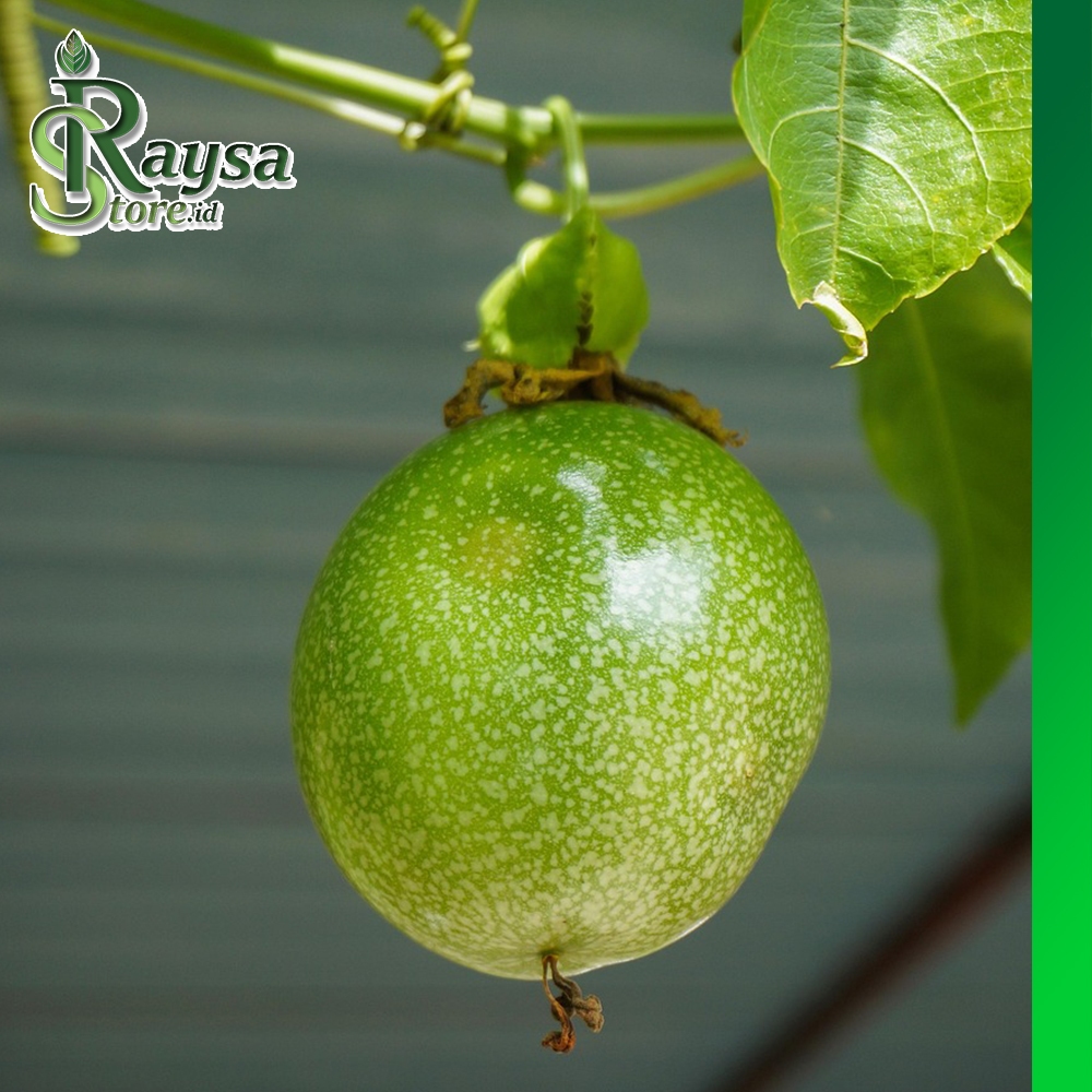 Buah Konyal Markisa 1 KG Khas pangandaran – Sehat, Segar |