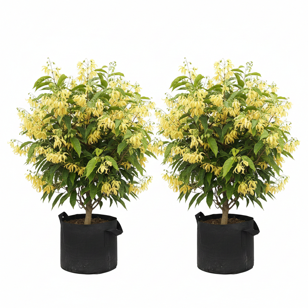 Bibit Bunga kenanga Hasil cangkok+ bonus bibit buah jeruk purut bali