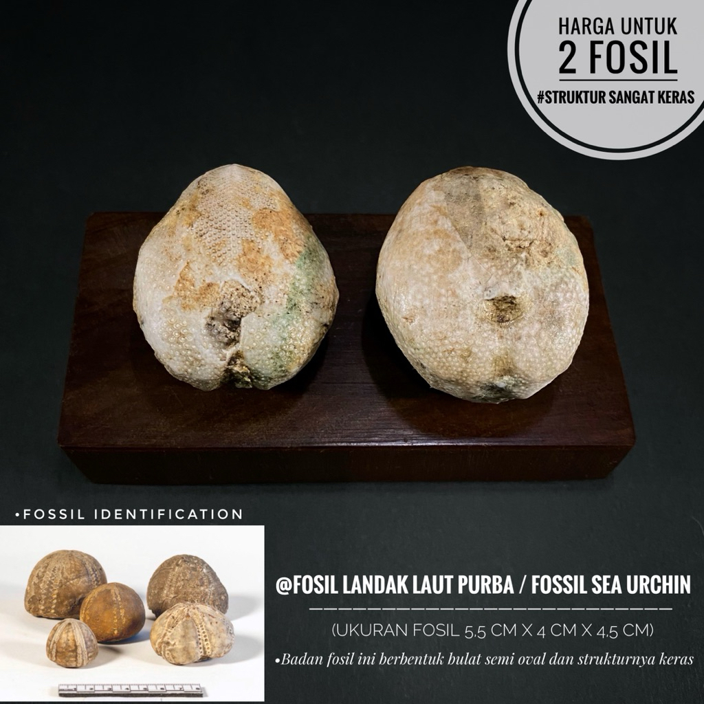 Fosil Landak Laut Purba Natural B27 atau Fosil Awar Awar atau Fosil Sea Urchin atau Fosil Star Fish