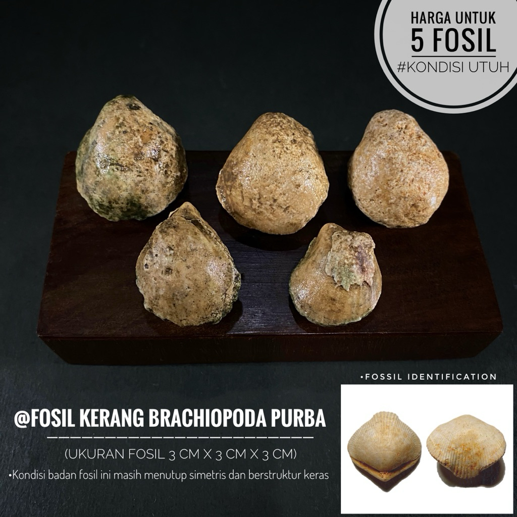Fosil Brachiopoda Purba Natural A39 atau Fosil Kerang atau Fossil Shell atau Fosil Kijing