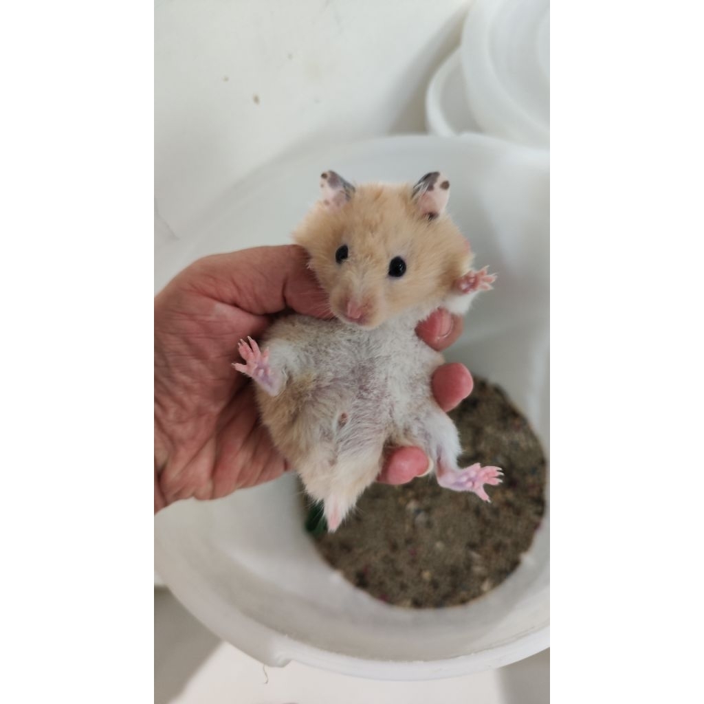 INDUKAN Hamster Syrian Jinak Murah
