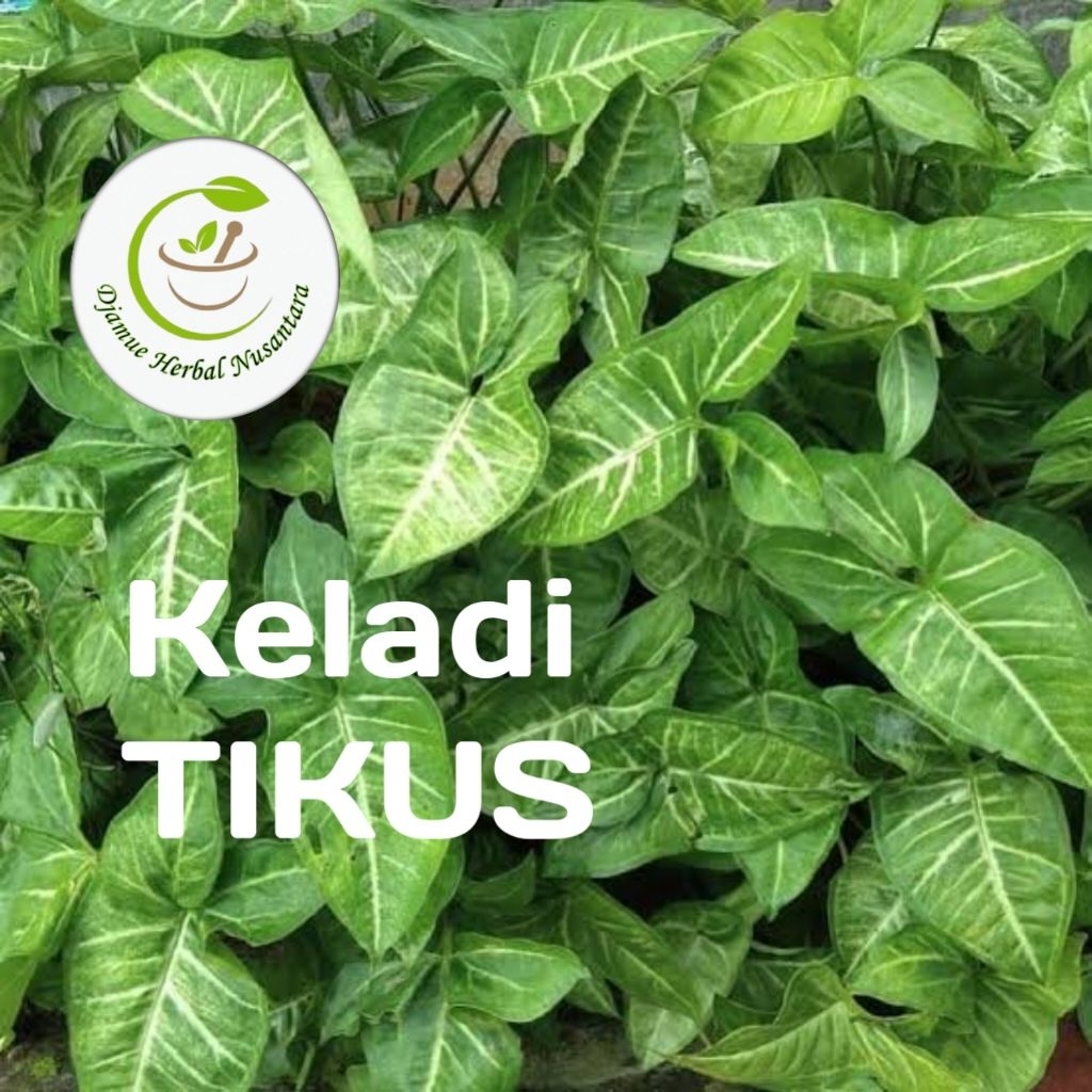 keladi tikus segar 1kg/keladi tikus/obat kanker/keladi/talas keladi tikus