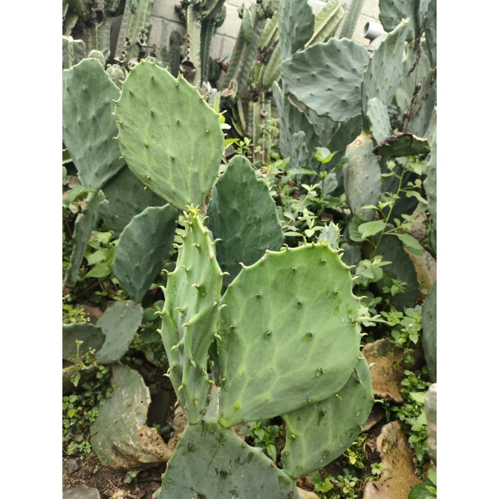 kaktus opuntia gomei murah pakan kura