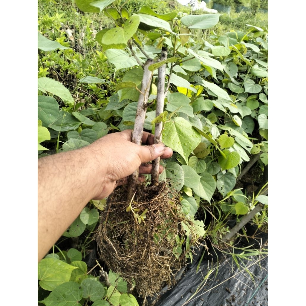 BIBIT BONSAI WARU INDIA - SUBUR - BERAKAR DAN BERCABANG