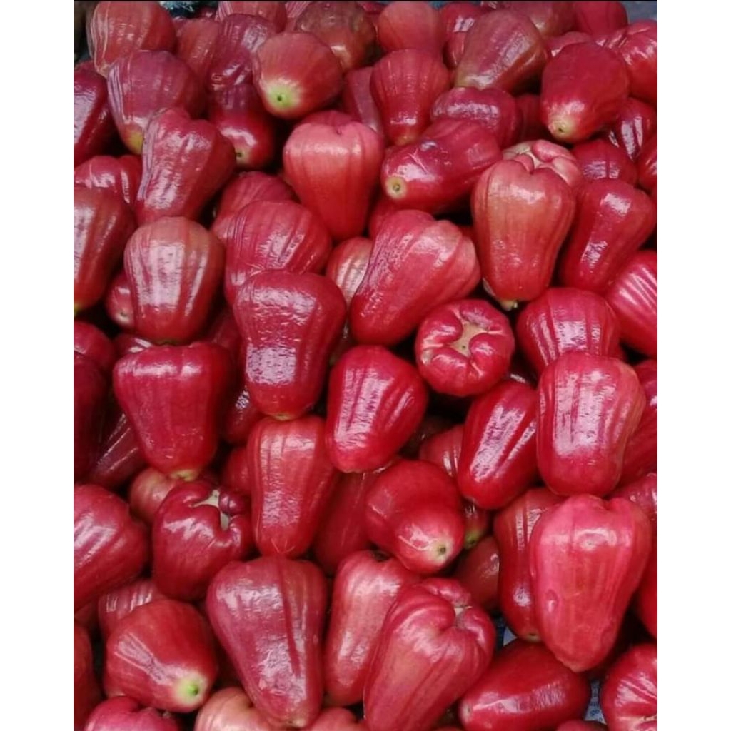 JAMBU MADU MERAH/JAMBU CINCALO 1KG